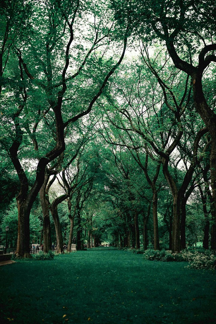 Greenery