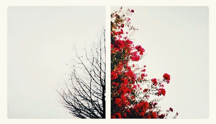 autumn/spring flowers tree