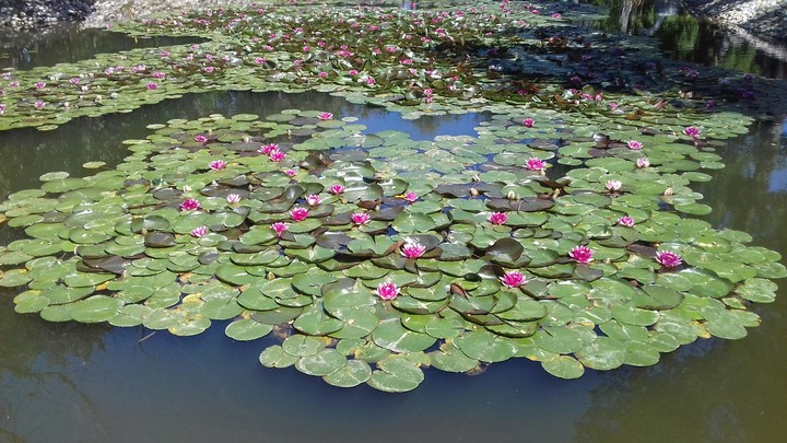 Lotus Flower