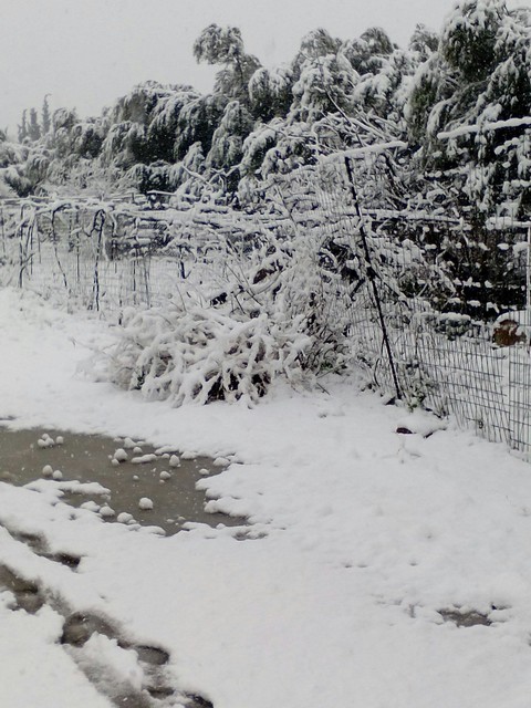 snow