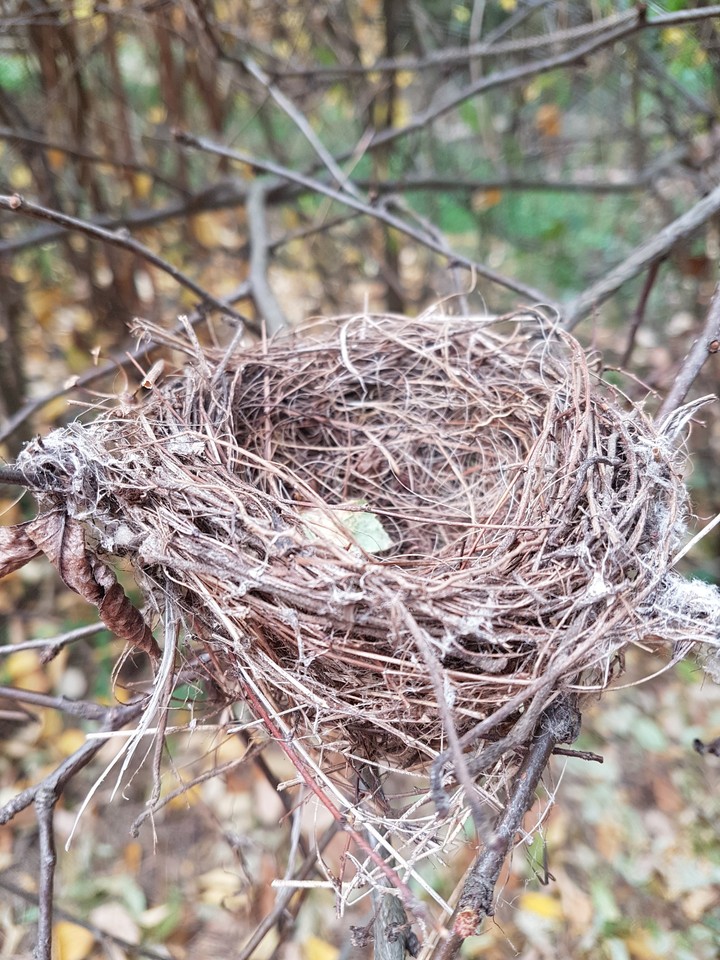 Little nest