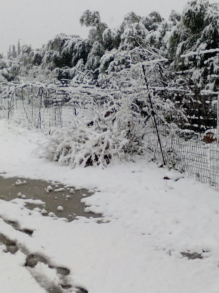 snow