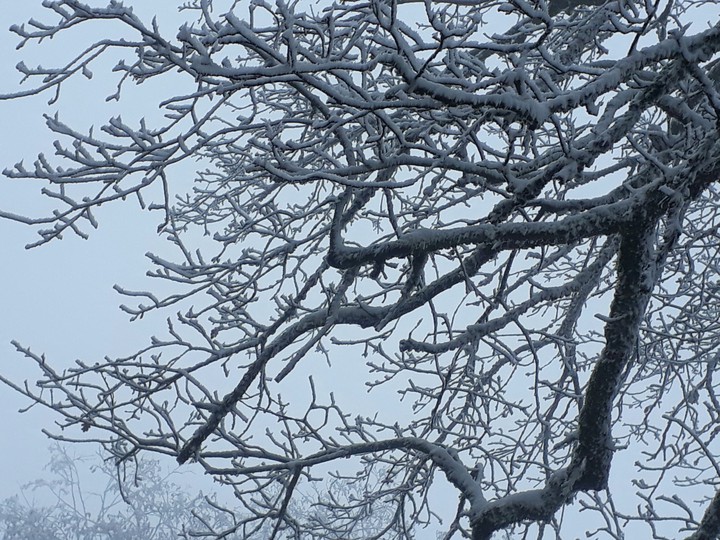 snowtree