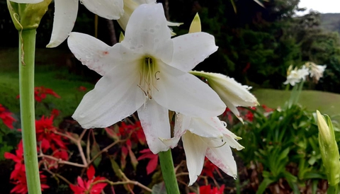 flowers