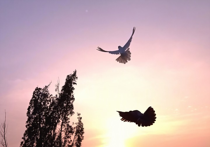 Flying pigeons evening click