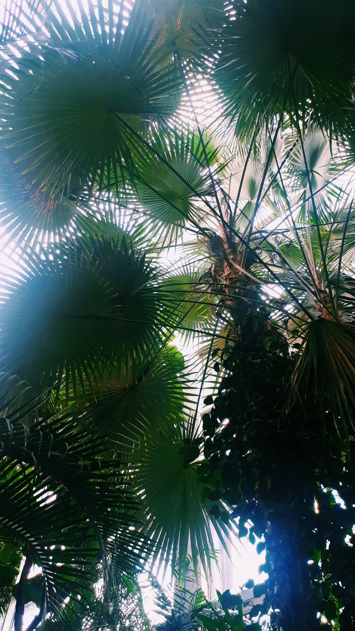 palm trees