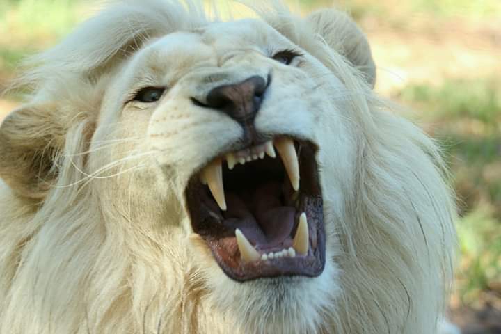 White lion