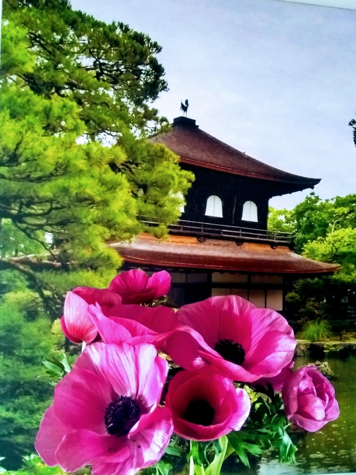 anemone