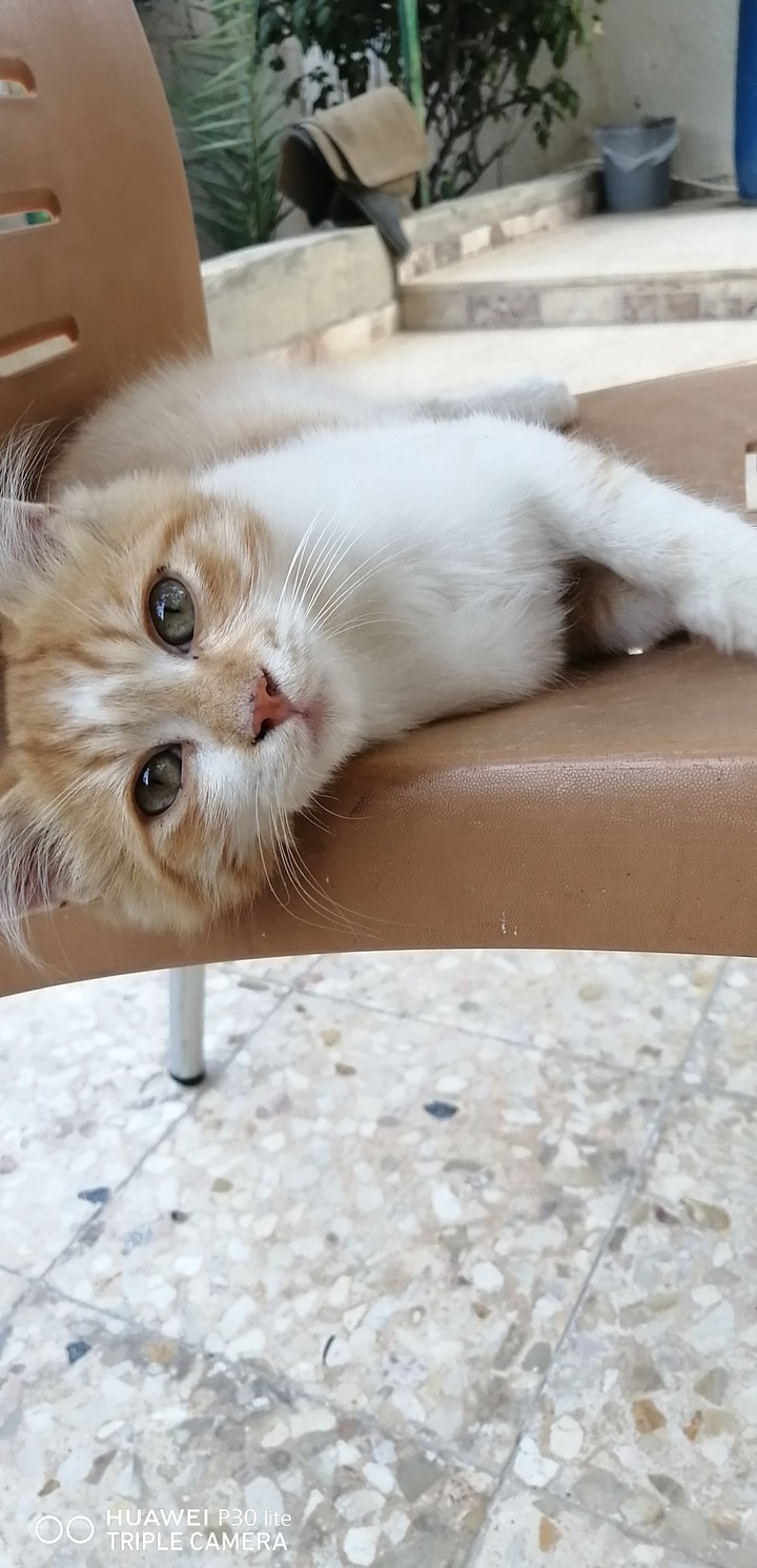 cat