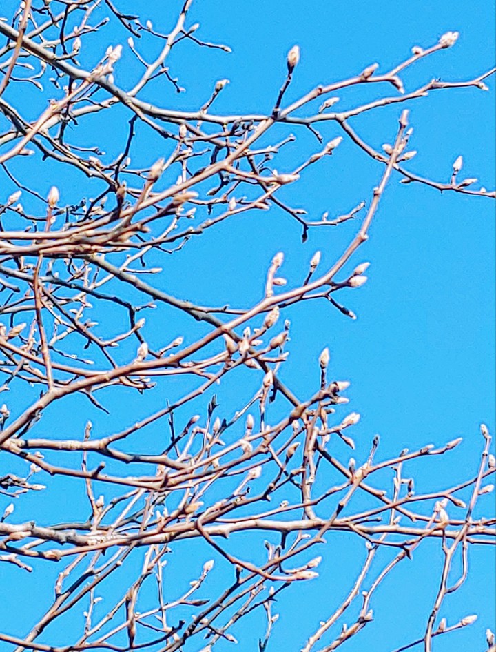 Bradford pear