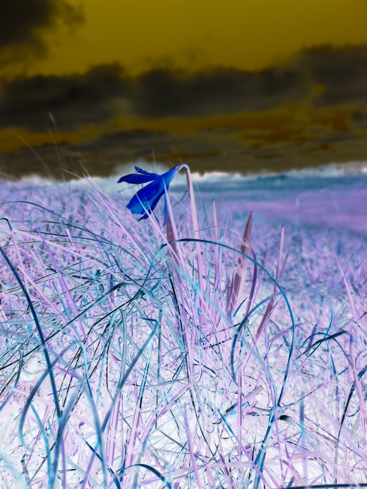 Spring on Venus