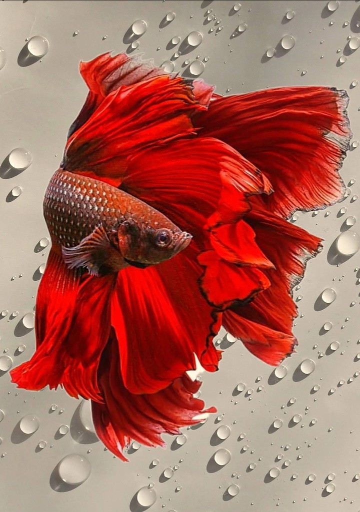 Betta fish