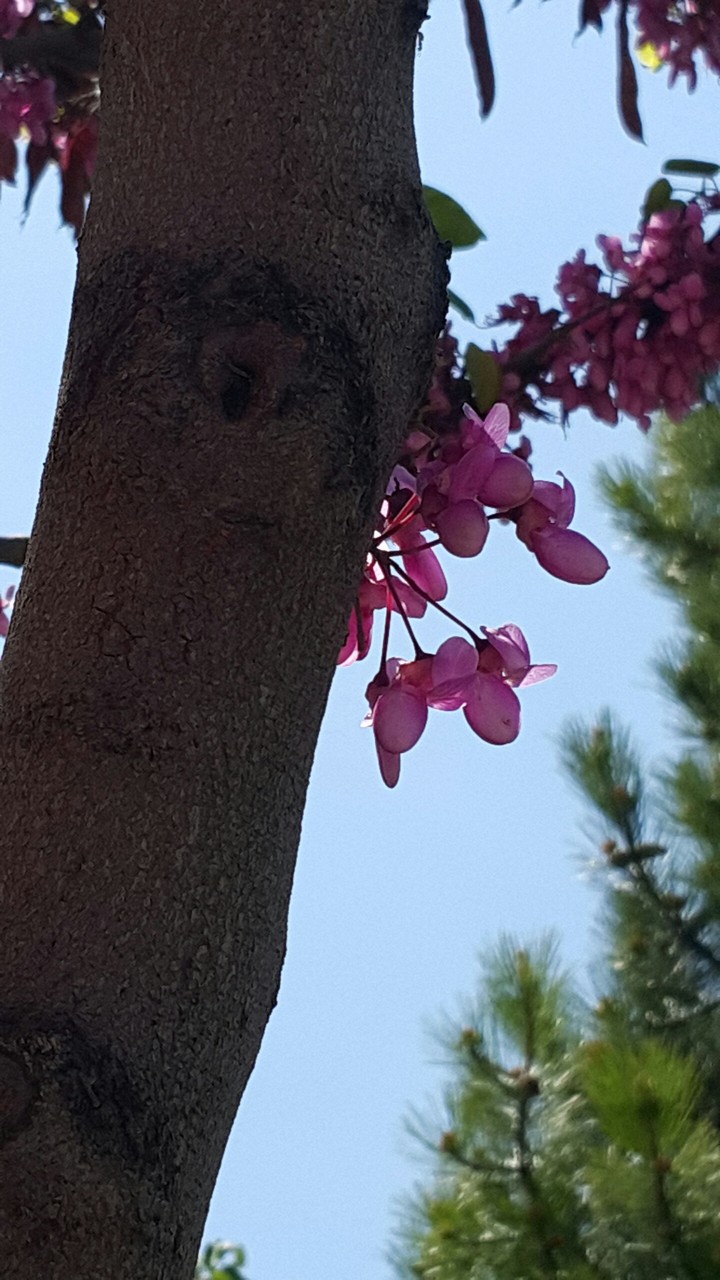 tree