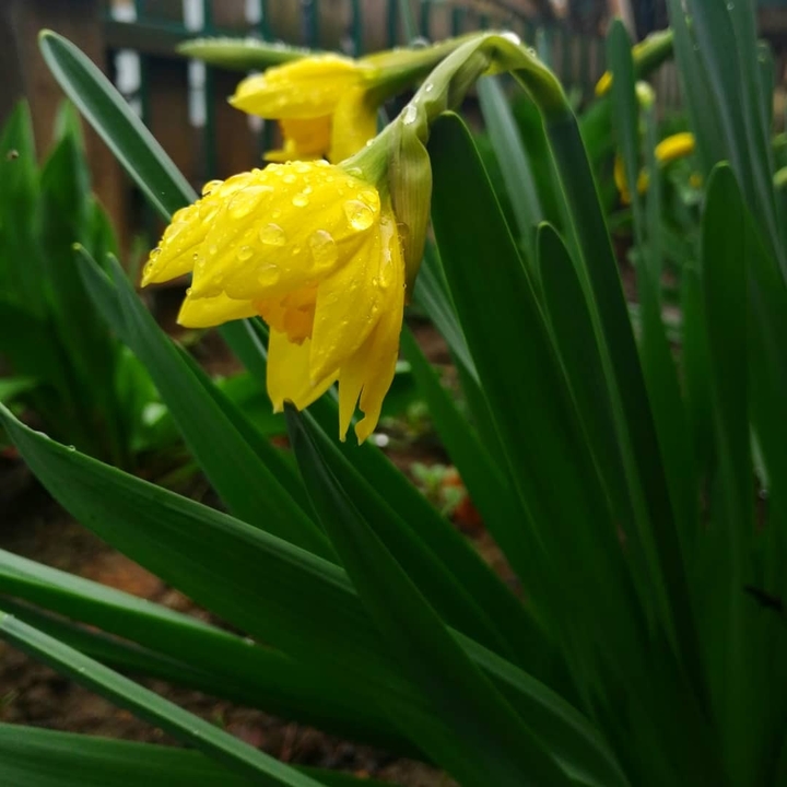 spring