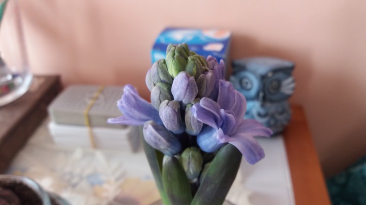 fiore