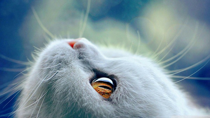 animals