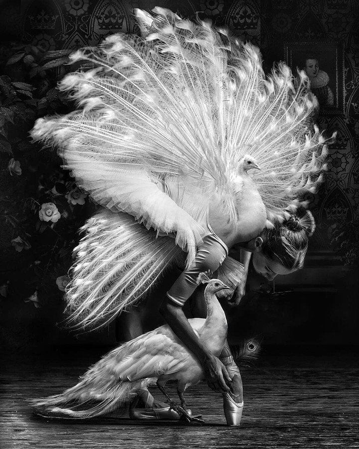 black Swain