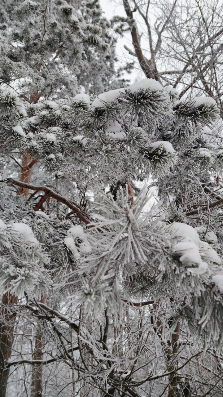 Frosty morning