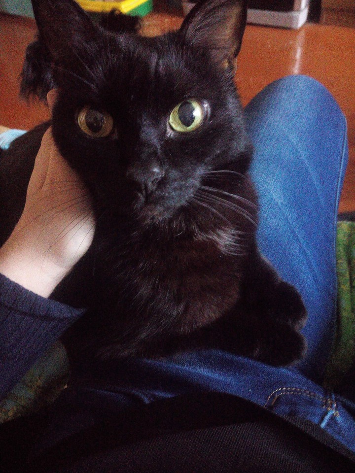 Мой кот