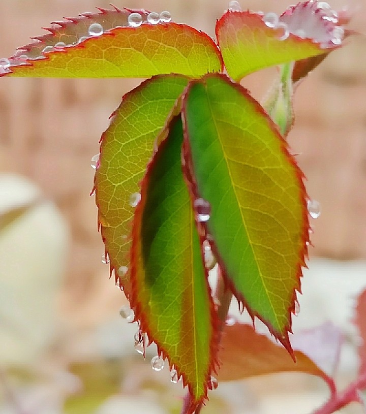 wateronleaf