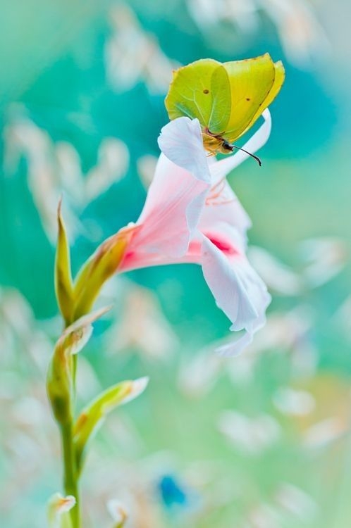 blooming