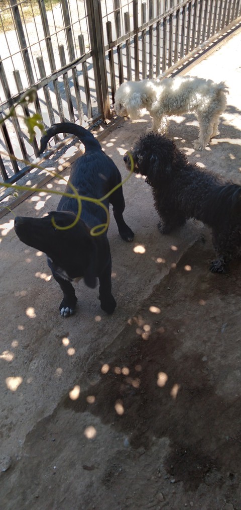 Ray Mia y blanca.