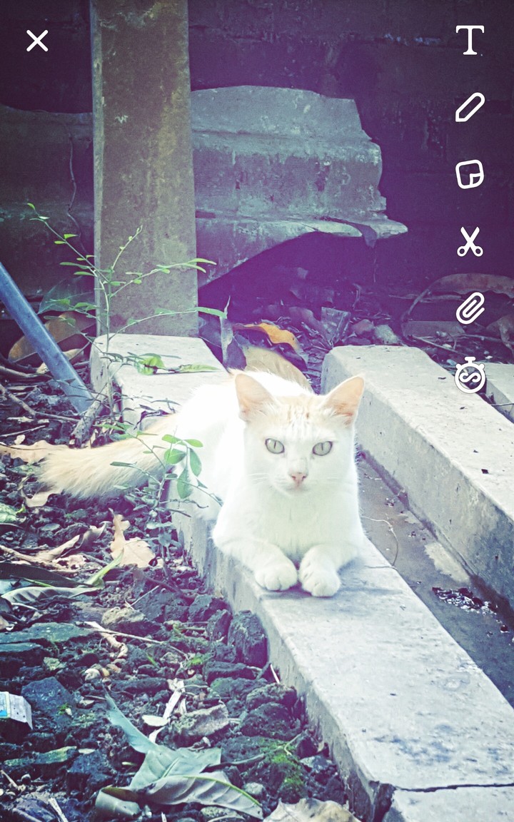 cute cat