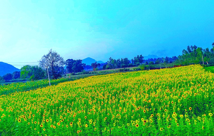 sun flower