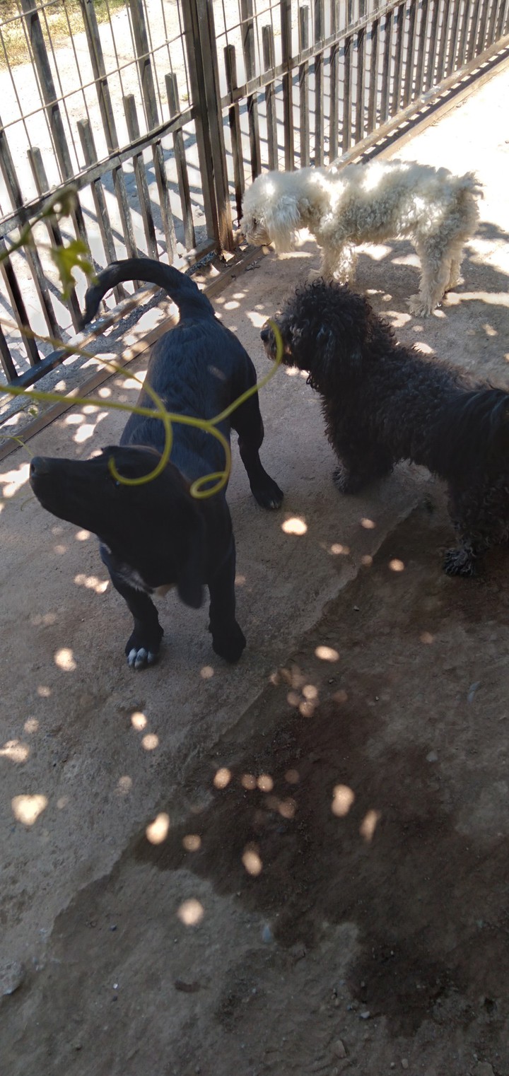 Ray  Mia  y blanca.