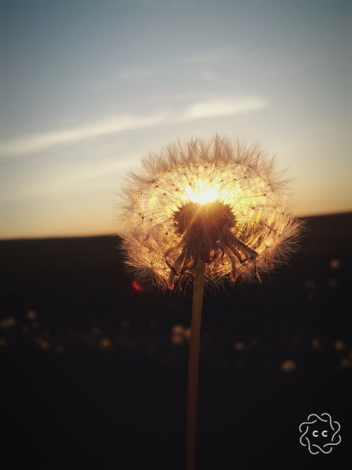 Pusteblume im Sonnenuntergang