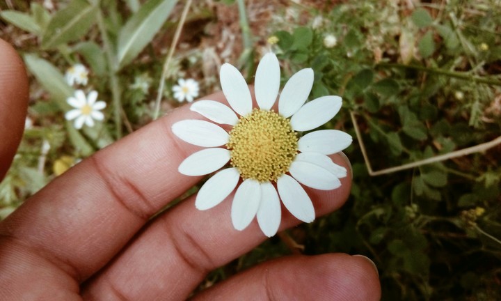 flower