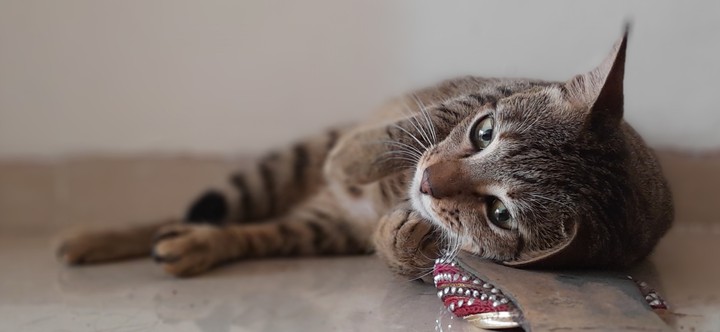 cat
