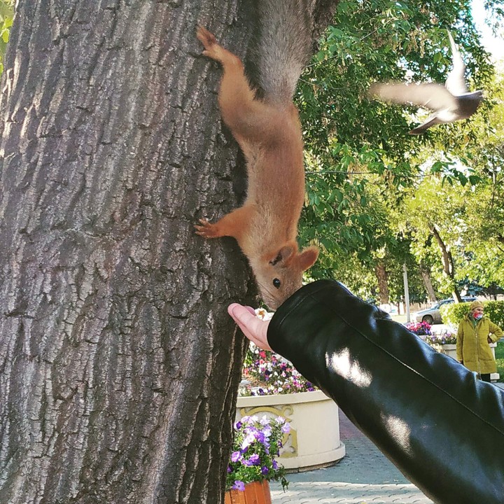 белка