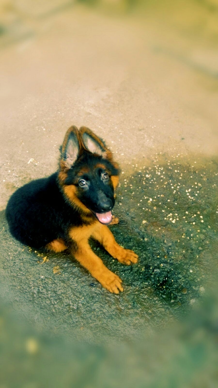 Duke ©Yash Shinde