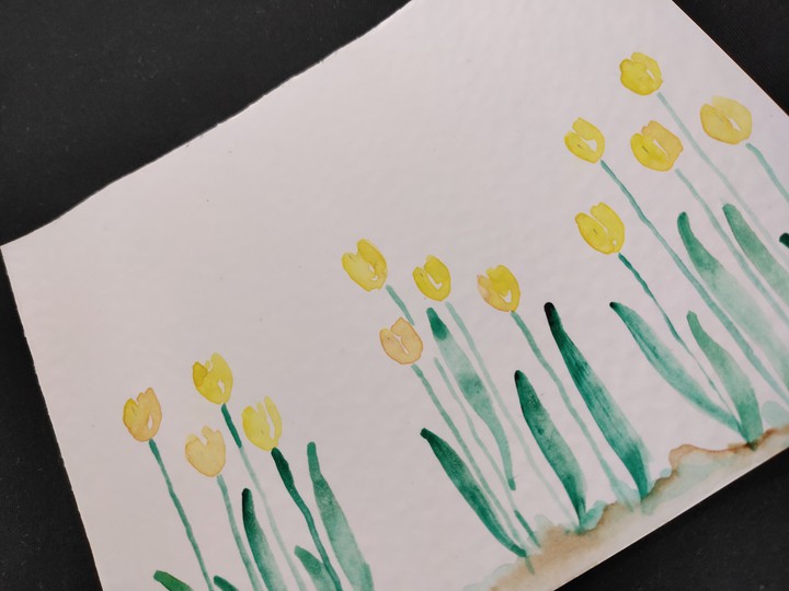 Tulips