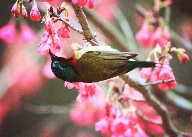 Bird