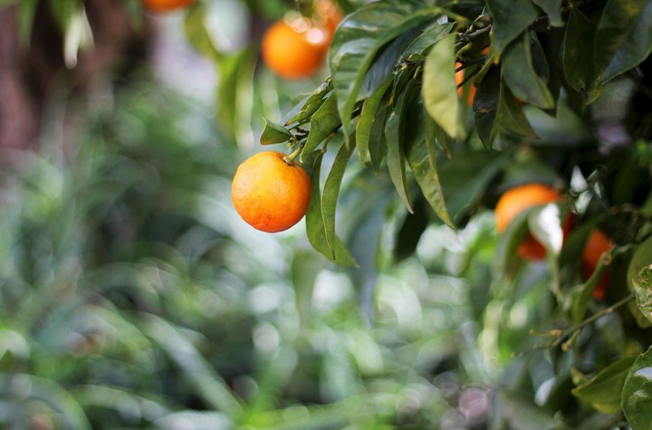 fruit