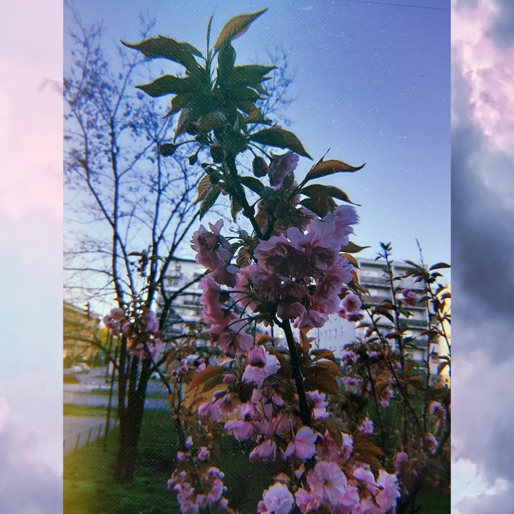 сакура