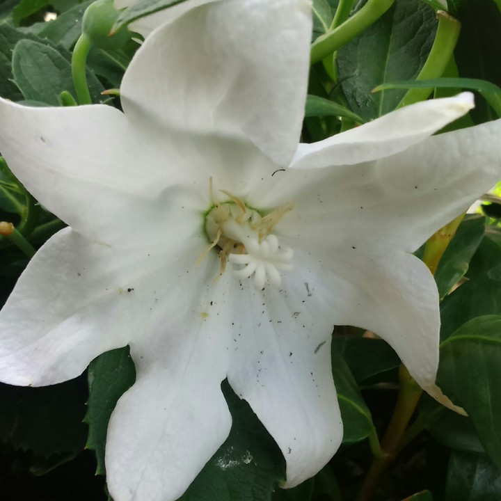 # flora #fiore #bianco