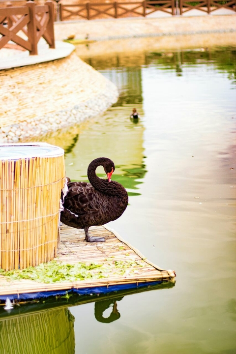duck
