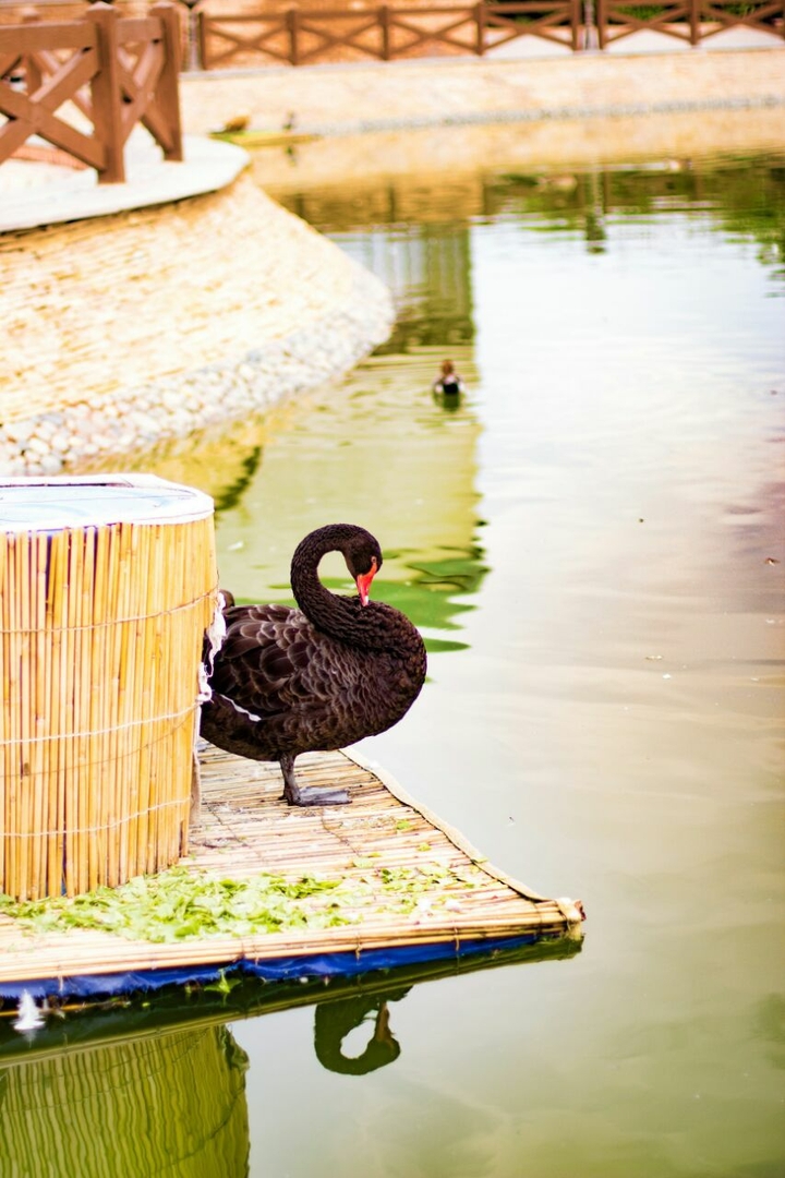 duck