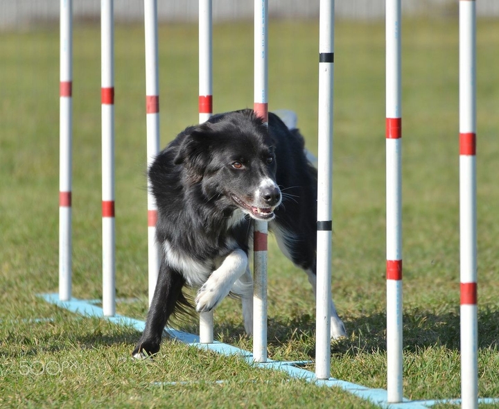 The Border Collie Because There Is No Better Dog