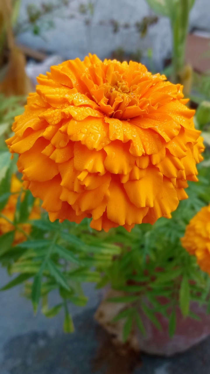 flowers