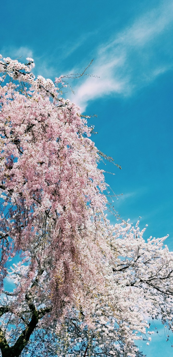 お花見