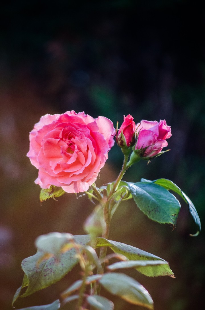 Rose