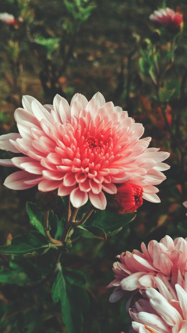 autumn flowers pt.4