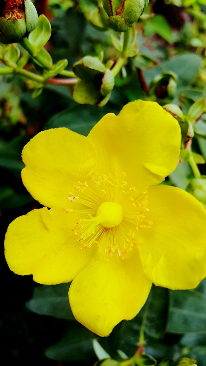 Yellow flower