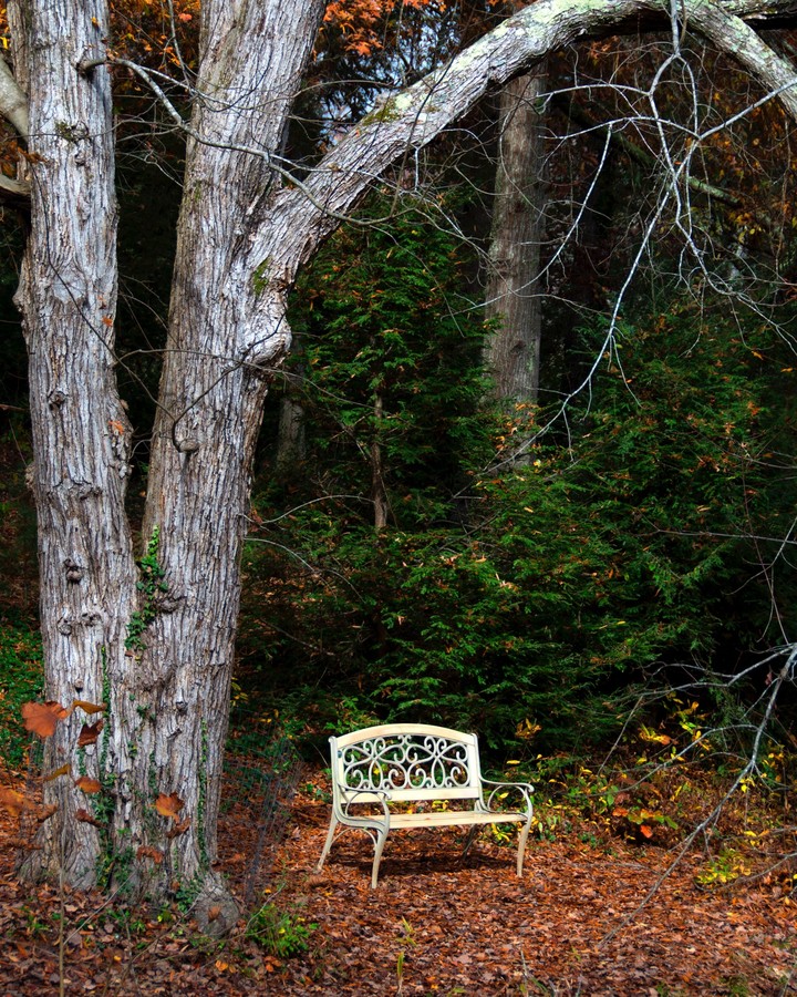 forest
