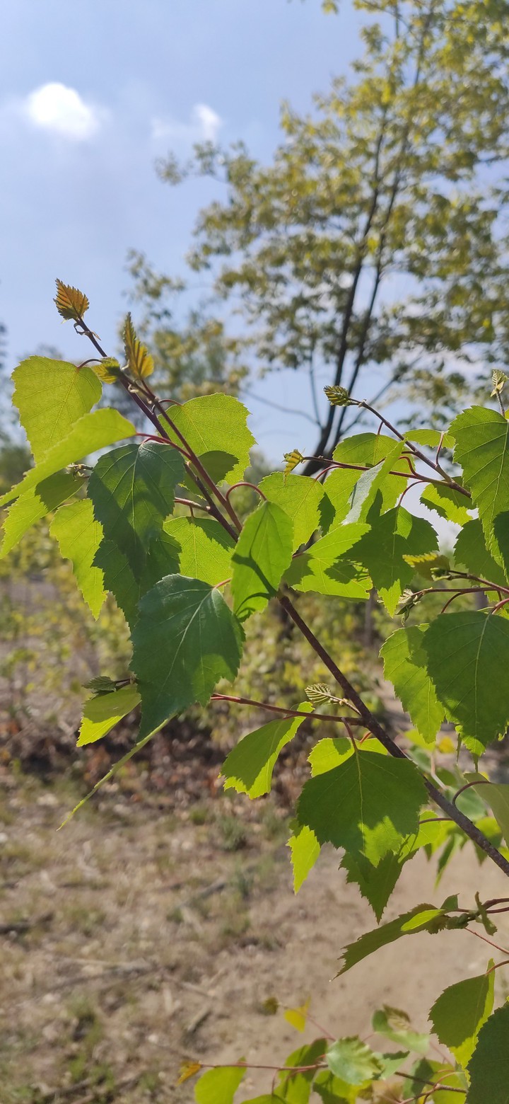spring