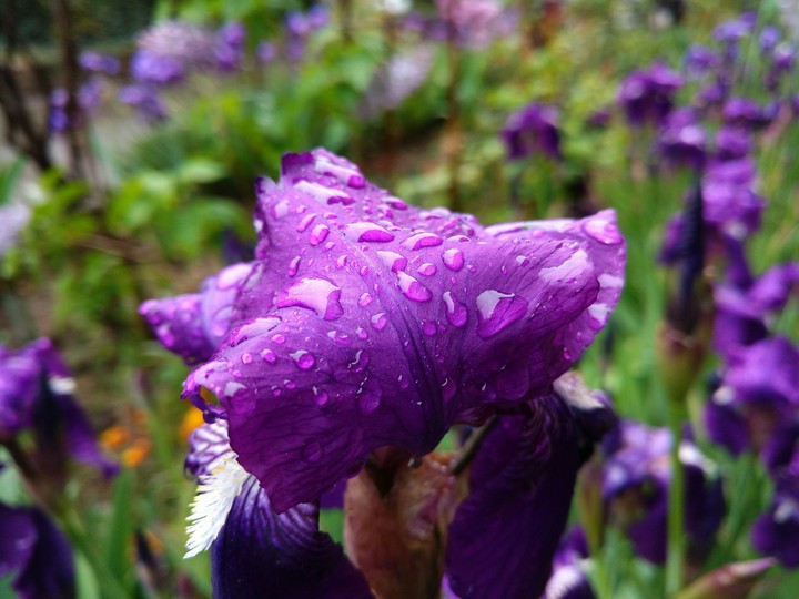 flower